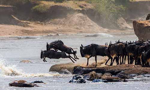 7 Days Serengeti Migration