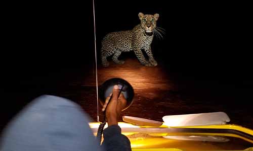 Night Game Drive