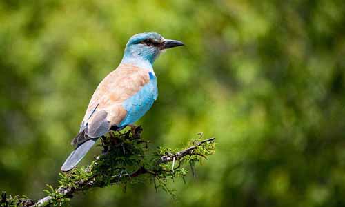 Tanzania Birds Watching Tour